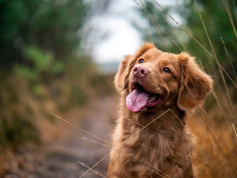 From Bluebells To BBQs Vet Reveals Five Seasonal Outdoor Dangers For Dogs This Summer