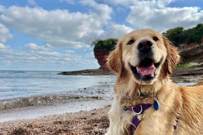Pet-friendly-ice-lollies-4.jpg