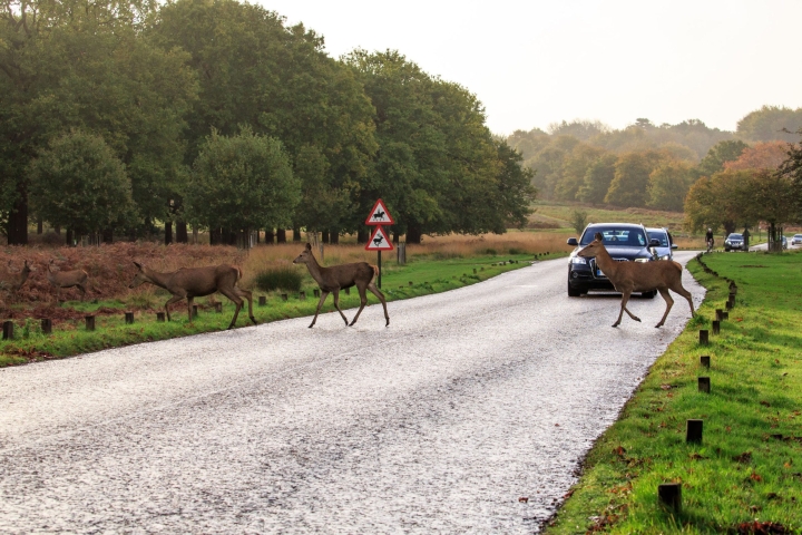 gem-deers-scaled.jpg